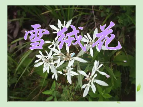七年级音乐雪绒花ppt课件人音版_1