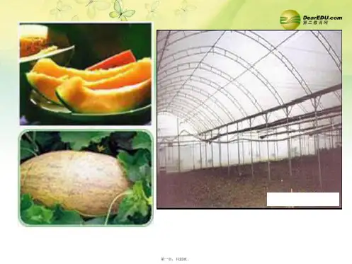高中生物 第五章 第四节 能量之源 光合作用课件 新人教版必修1