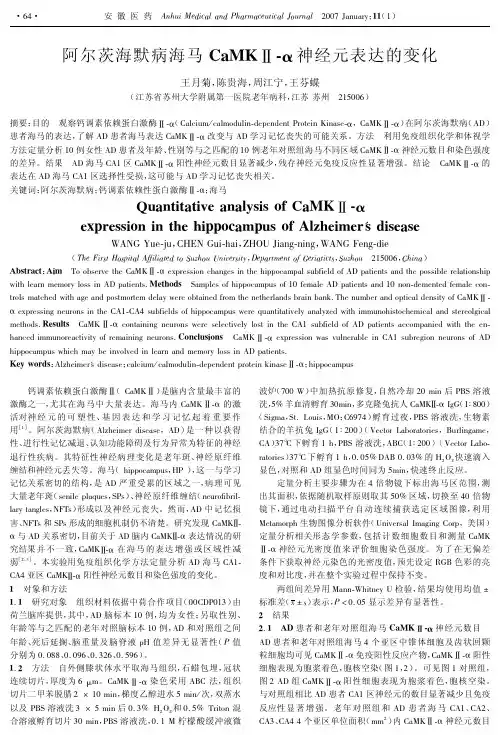 阿尔茨海默病海马CaMKⅡ-α神经元表达的变化