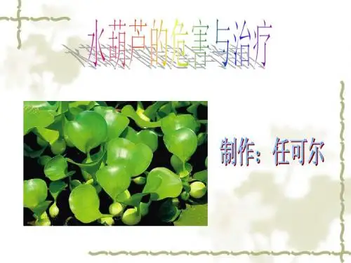 水葫芦