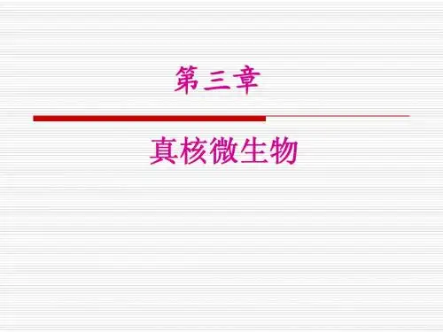第3章 真核微生物