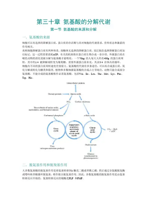 第30章 氨基酸的分解代谢