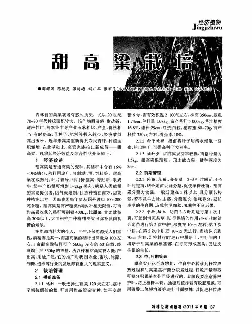 甜高粱栽培