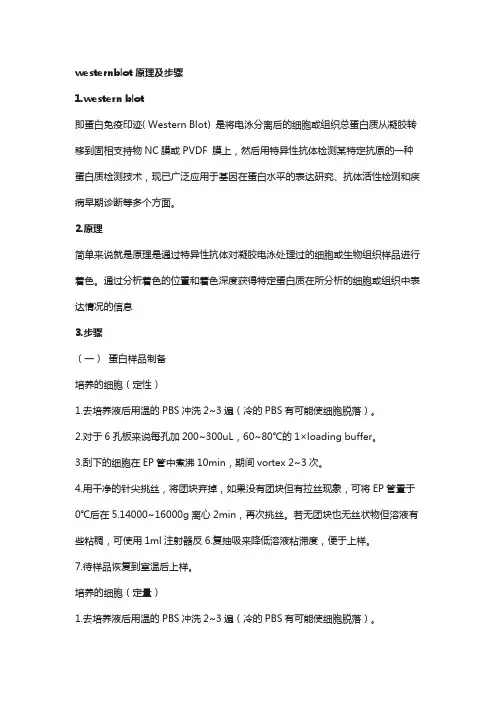 westernblot原理及步骤