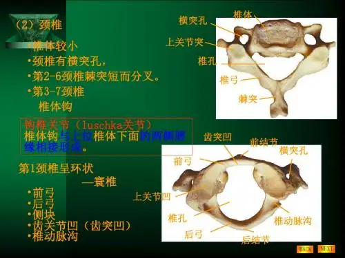 解剖学绪论骨PPT课件