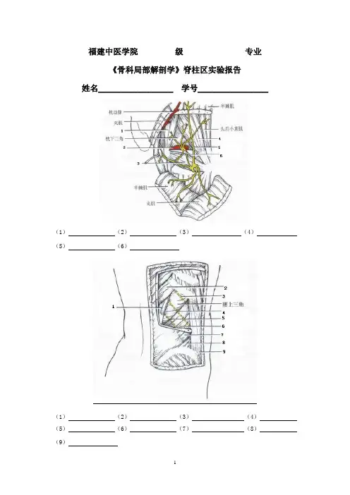 局部解剖实验报告_脊柱区