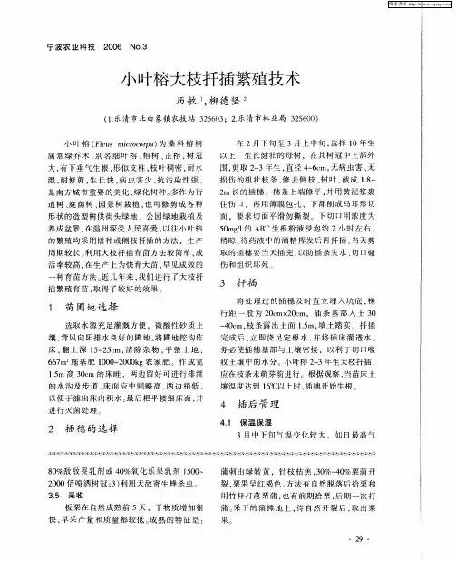 小叶榕大枝扦插繁殖技术