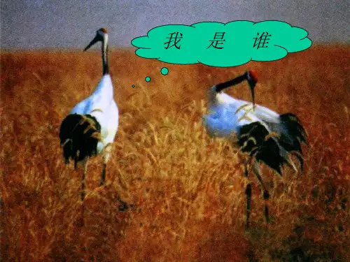 生物的命名(初中组)