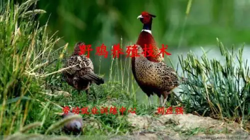 野鸡养殖技术