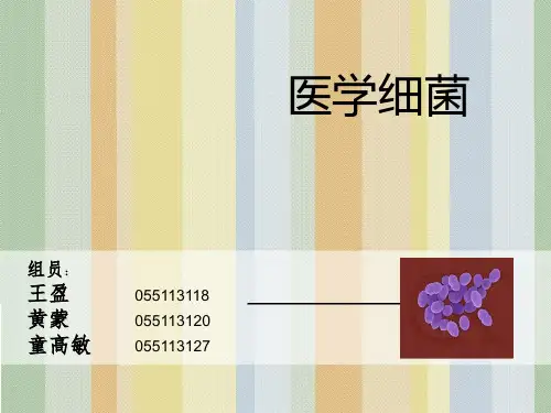 细菌