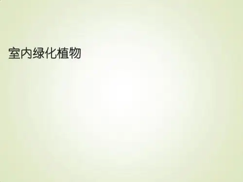 室内绿化植物