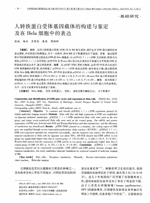 人转铁蛋白受体基因载体的构建与鉴定及在Hela细胞中的表达