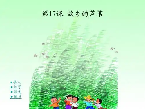 17 故乡的芦苇