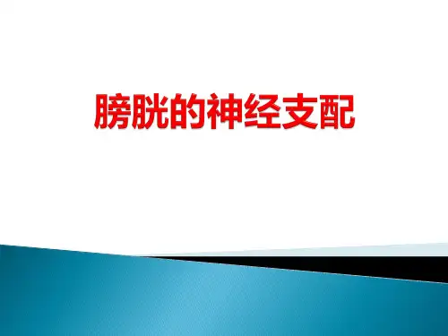 膀胱的神经支配