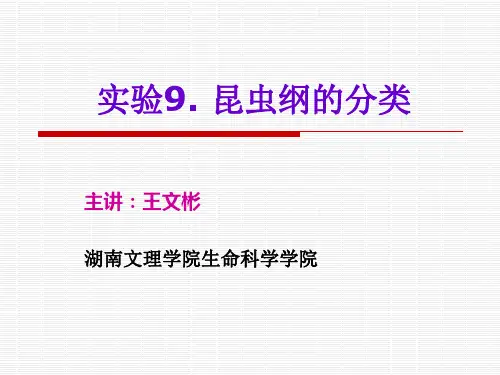 实验9.昆虫纲的分类