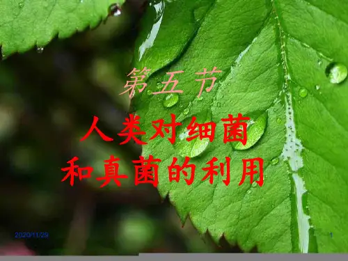 人类对细菌和真菌的利用 ppt课件