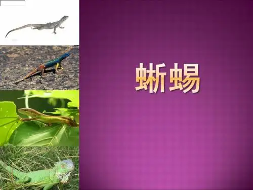 蜥蜴
