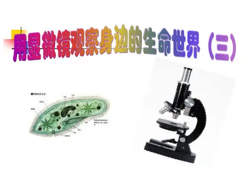 1-7用显微镜观察身边的生命世界(三)