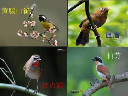 西师版-一年级《鸟孩子》