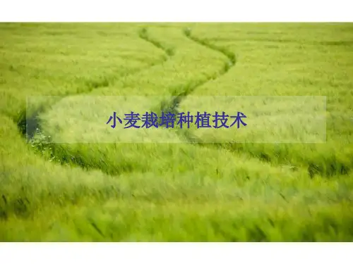 《小麦栽培技术》PPT课件