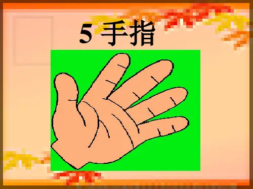 《手指》PPT课件二