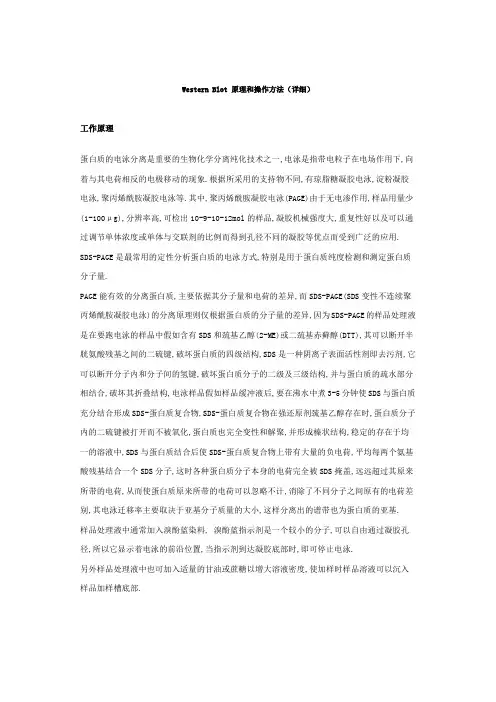 Western Blot 原理和操作方法(详细)