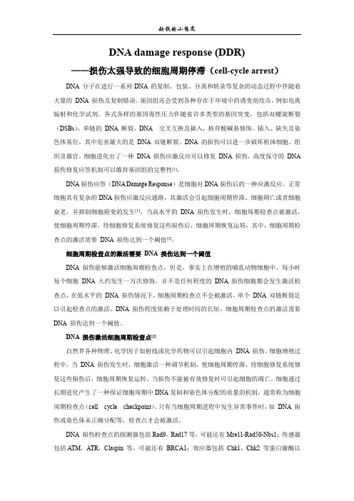 DNA损伤修复