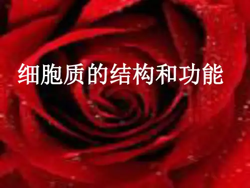 细胞的结构和功能--细胞质