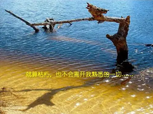 下辈子想做一棵树