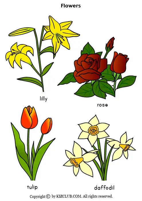flowers(C)[1]
