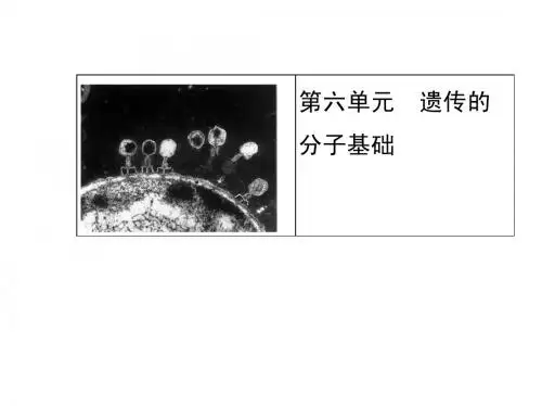 2014届高三一轮复习 6.1 DNA是主要的遗传物质