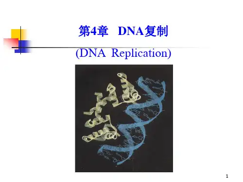 分子遗传学第4章DNA复制