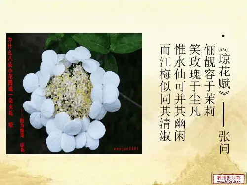 琼花