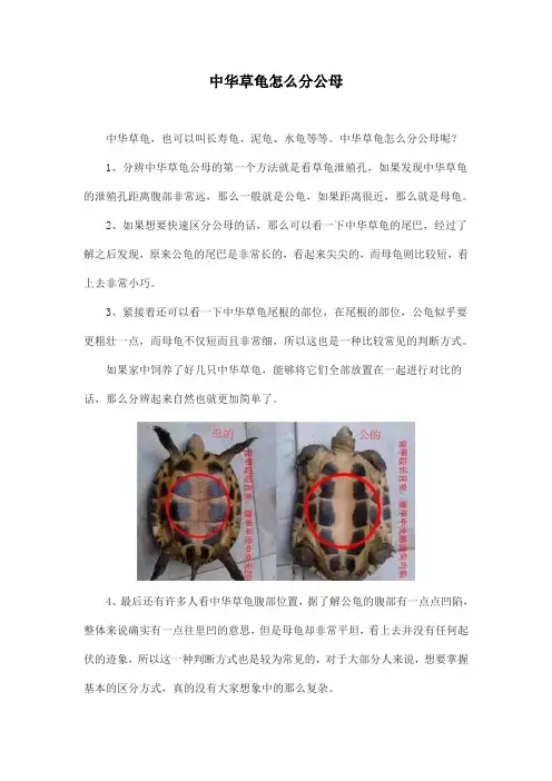 中华草龟怎么分公母