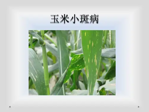 玉米小斑病