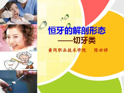 恒牙的解剖外形-切牙讲解