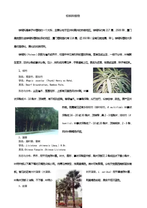 棕榈科植物
