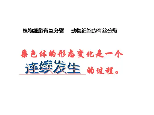动植物细胞有丝分裂比较解读
