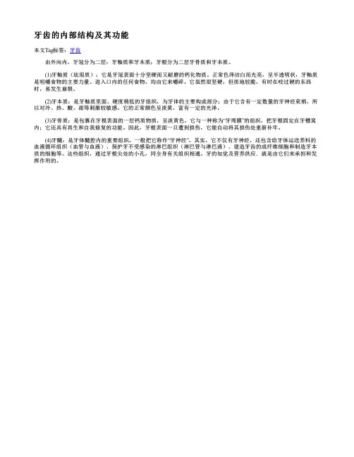 牙齿的内部结构及其功能