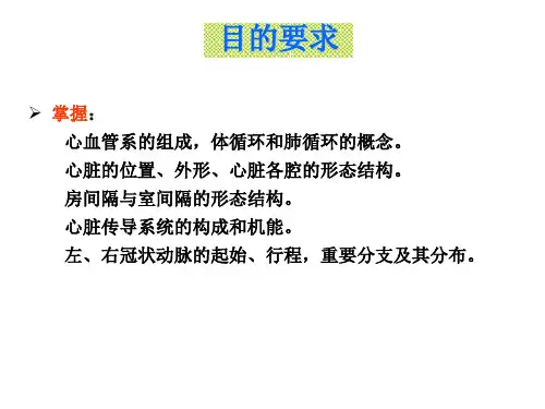 脉 管 系 统、心脏