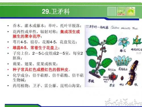 药用植物学与生药学 第12-章 -3