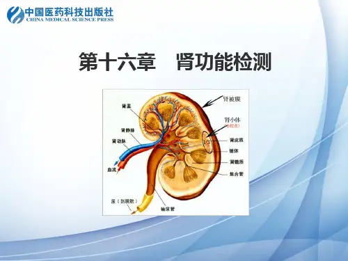 第十六章肾功能检测肾小球滤过功能检查肾小管功能