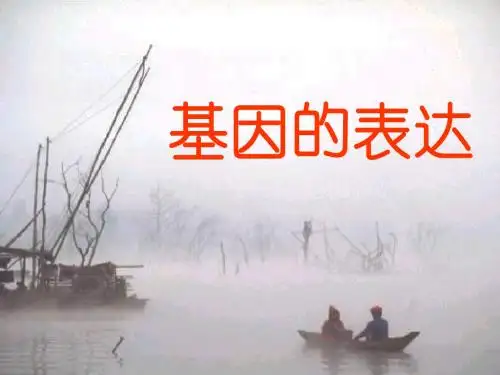 高二生物基因的表达1
