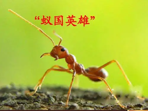 苏教版四下17-生命的壮歌之“蚁国英雄”2