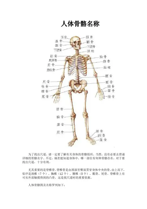 人体骨骼名称