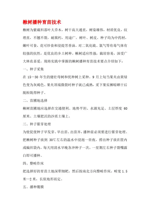 楸树播种育苗技术 2
