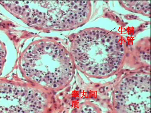 组织学与胚胎学切片参考1