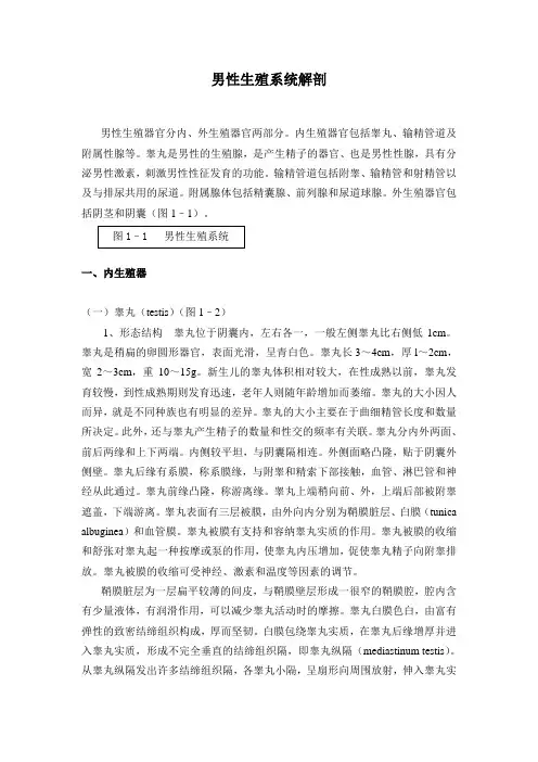男性生殖系统解剖