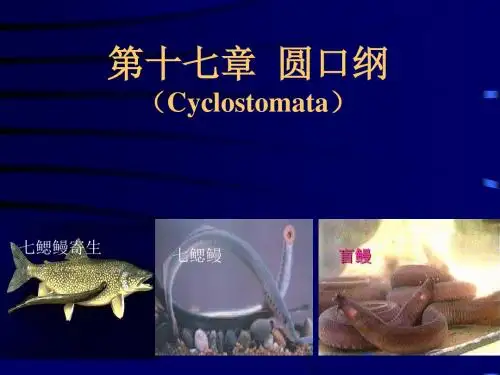 低等的无颌脊椎动物—圆口纲Cyclostomata