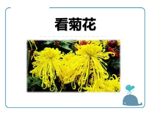 看菊花-PPT